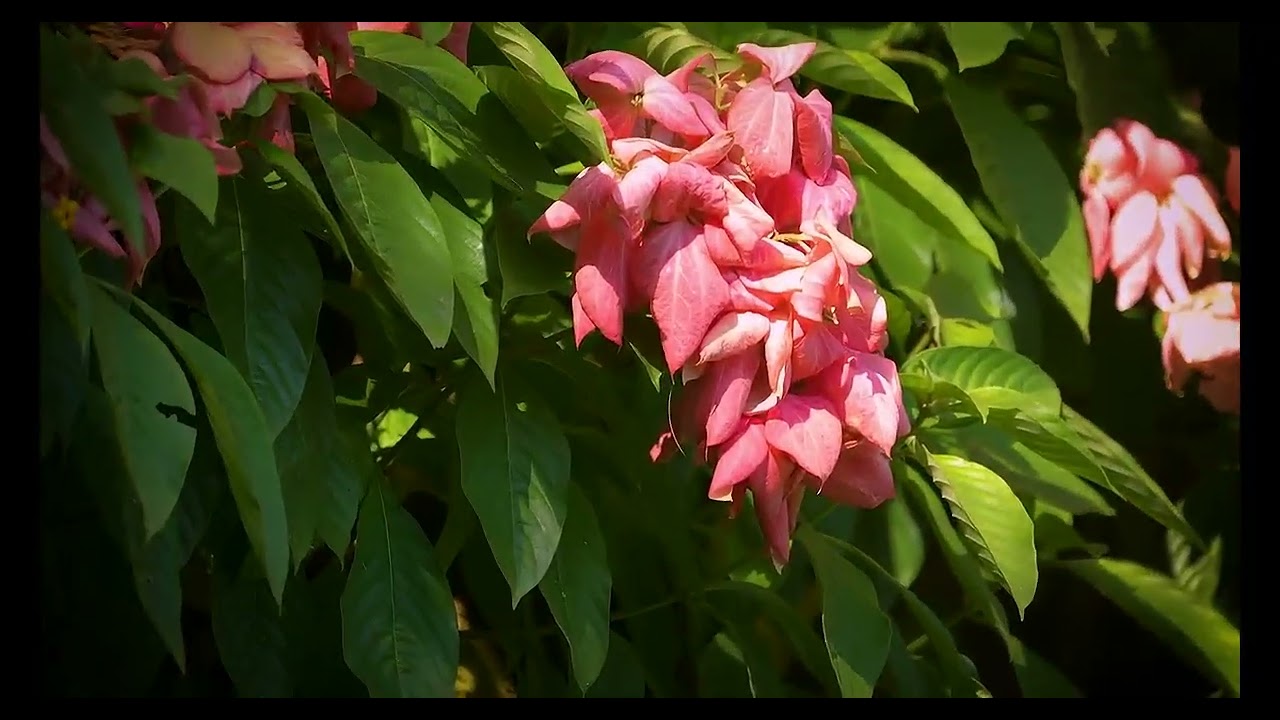 Flower Photography with VIZTA: Exploring Focal Length