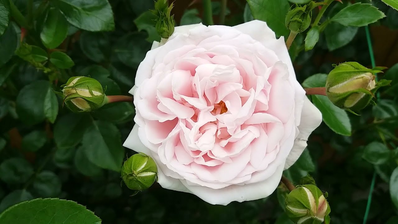 New Dawn Climbing Rose | It grows very fast.