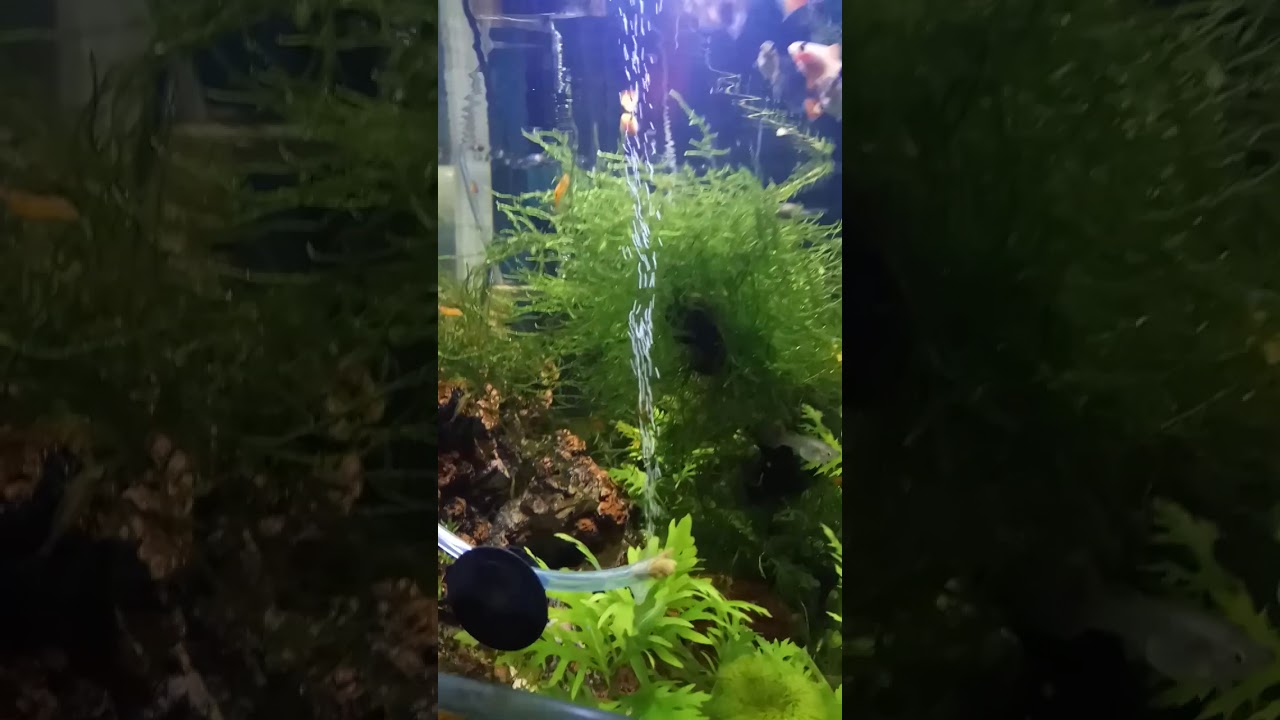 CO2 DIY Results from yeast and sugar to Aquascape