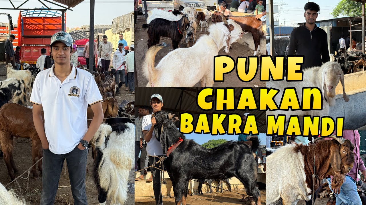 Pune Biggest Bakra Mandi Chakan Bakra Mandi Vlog || MD ANAs VLOGs