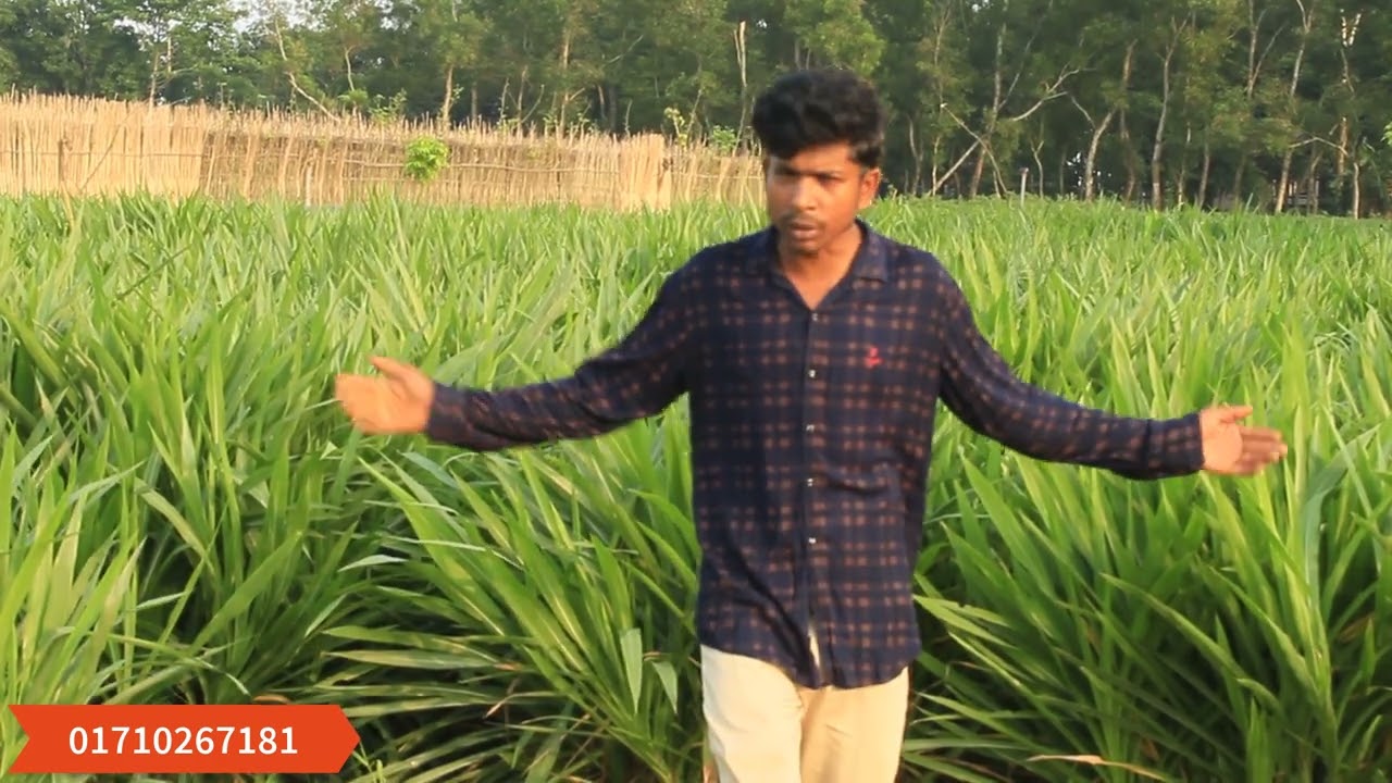 01710267181 ইন্দোনেশিয়ান স্মার্ট নেপিয়ার ঘাস এর পরিপক্ব কাটিং।