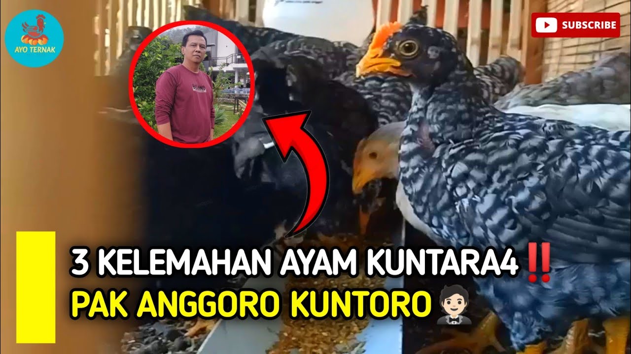 🔴 INI FAKTANYA ‼️3 KELEMAHAN AYAM KUNTARA4 😔 MENURUT PAK ANGGORO KUNTORO PENGUASA PULAU 🤵🏻