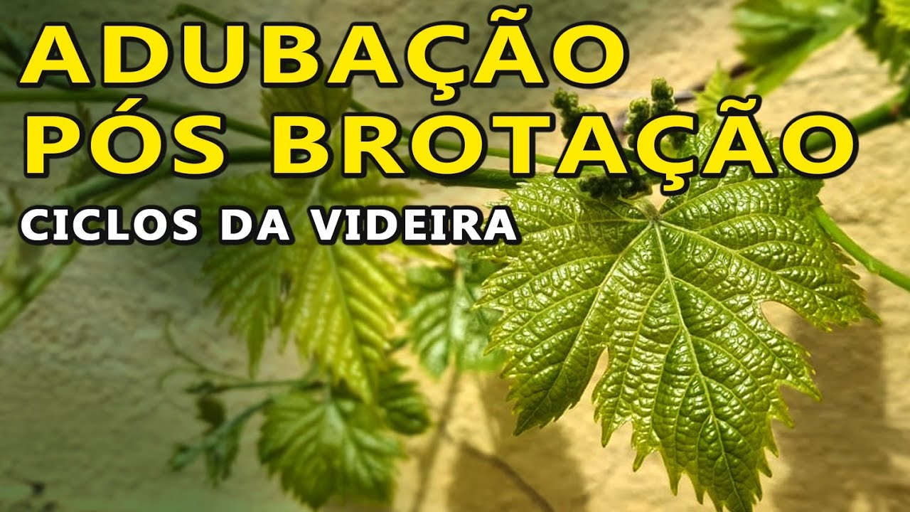 Adubação Pós Brotação da Videira - Cálcio, Boro e Magnésio