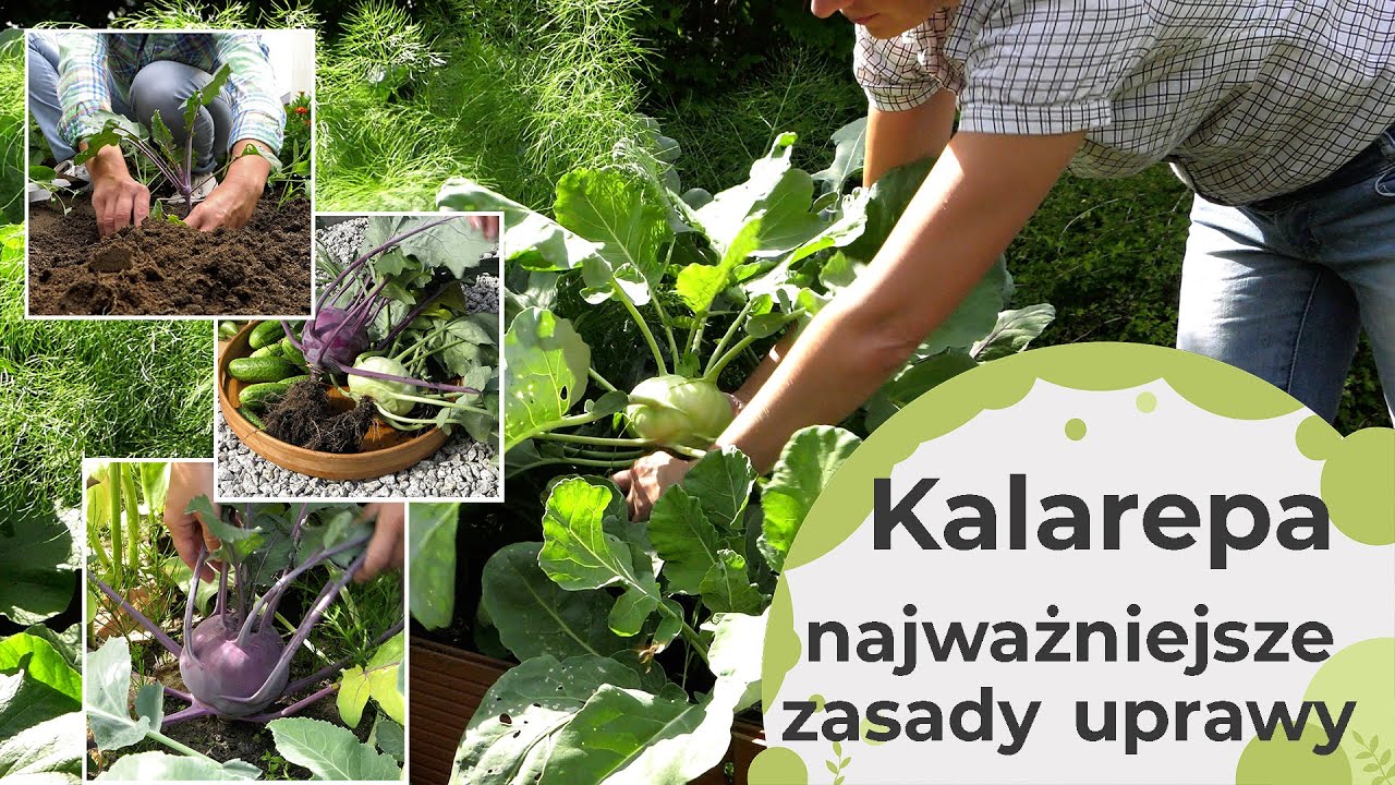 Kalarepa najważniejsze zasady uprawy. Jak uprawiać kalarepę? Dlaczego kalarepa pęka?