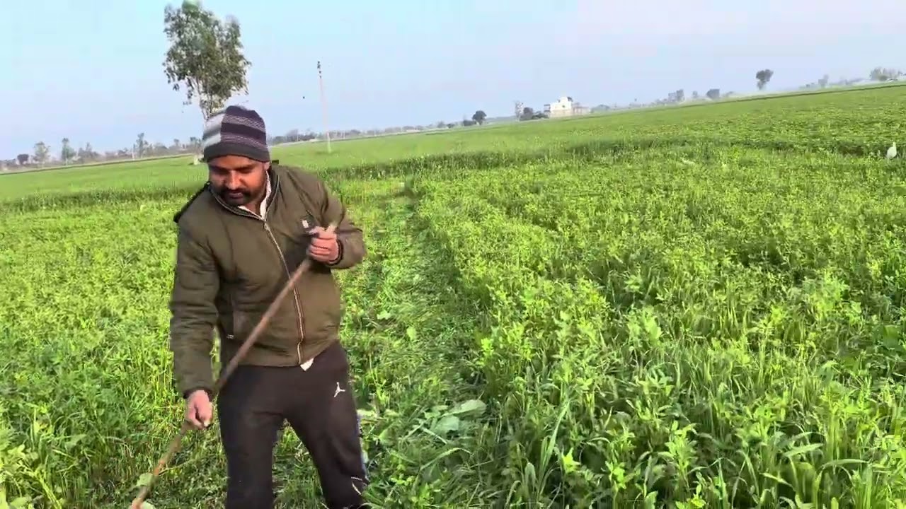 khet ਪੱਠੇ ਬਡੇ na 5 minute vich🌿