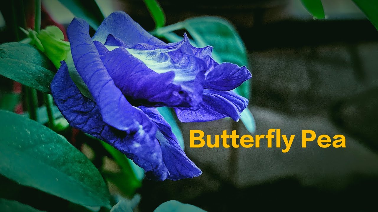 Butterfly Pea bule | Asian Pigeonwings | Clitoria Ternatea | Bluebellvine|Darwin Pea|Nila Gokarna|