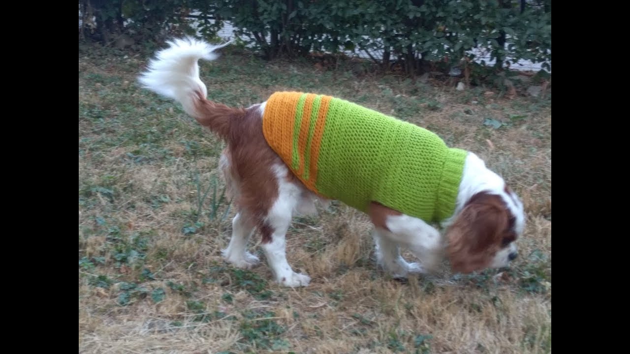 Haina crosetata  pentru catei #crochet #dog #handmade