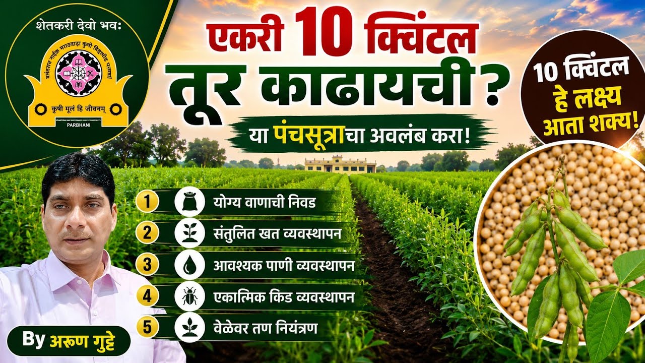 एकरी 10 क्विंटल तूर काढावयाची आहे - या पंचसूत्राचा अवलंब करा || Prof A V. Gutte || VNMKV Parbhani