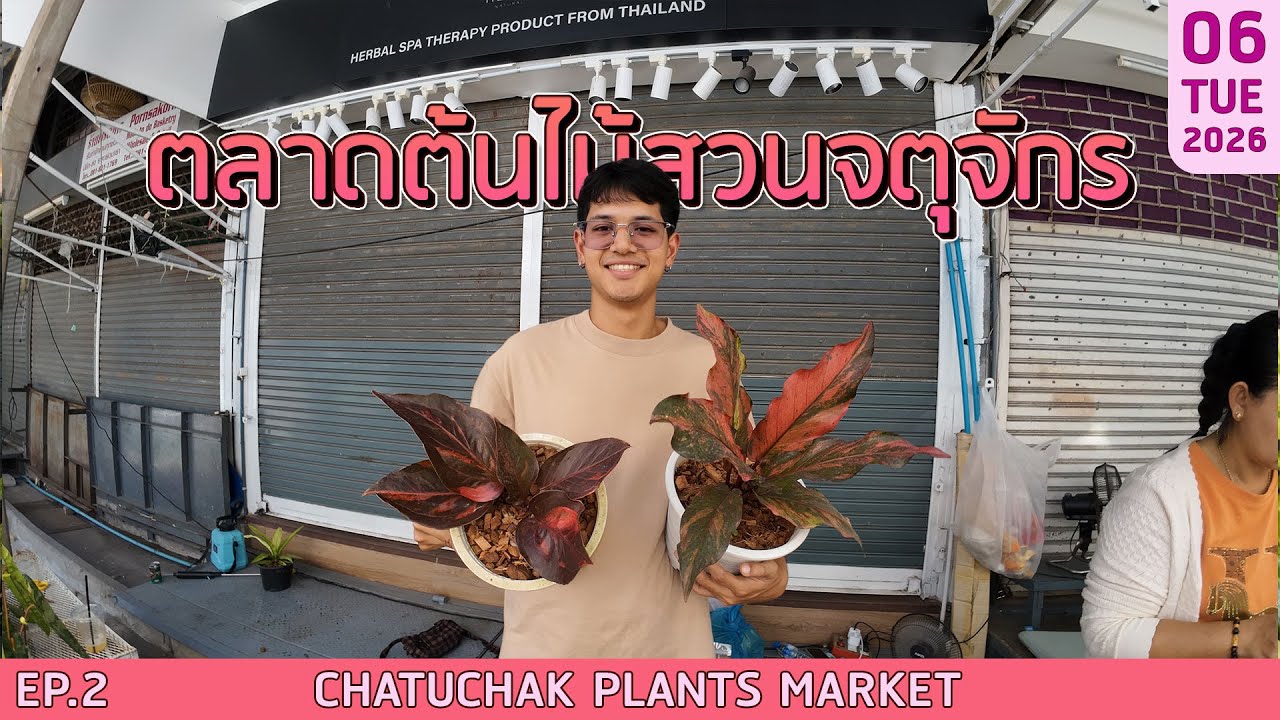 ตลาดต้นไม้สวนจตุจักร EP.2 CHATUCHAK PLANTS MARKET EP.2 | 06/01/2569