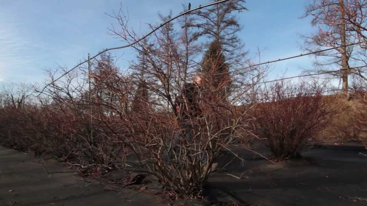 Fondazione Minoprio - LA POTATURA DEL MIRTILLO AMERICANO