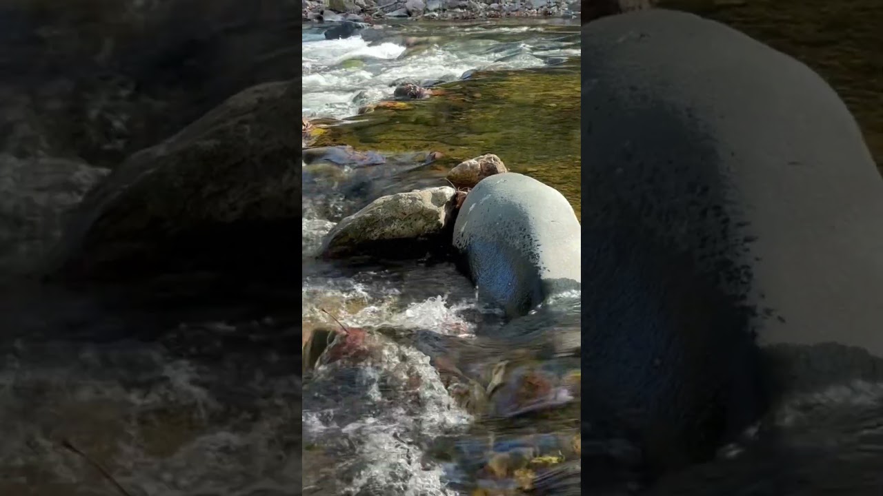 Maryland Forest River Exploration &ndash; Peaceful Nature Walk #Shorts