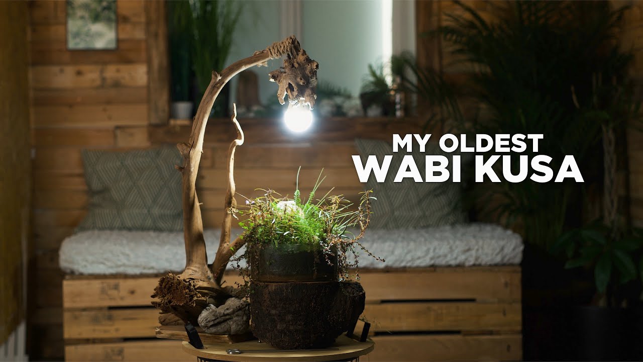 My first WABI KUSA after 1,5 YEARS - with DIY stand and light