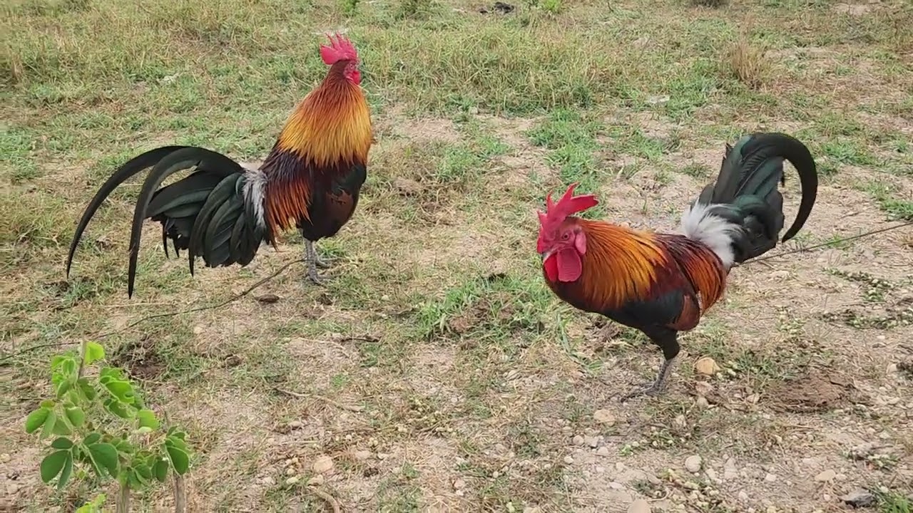 ✅️Ep:14 🐓🐓🇱🇦🇱🇦Nyb zoo nb tsov qab los thaij qaib f2^f2 rau peb saib duas os 