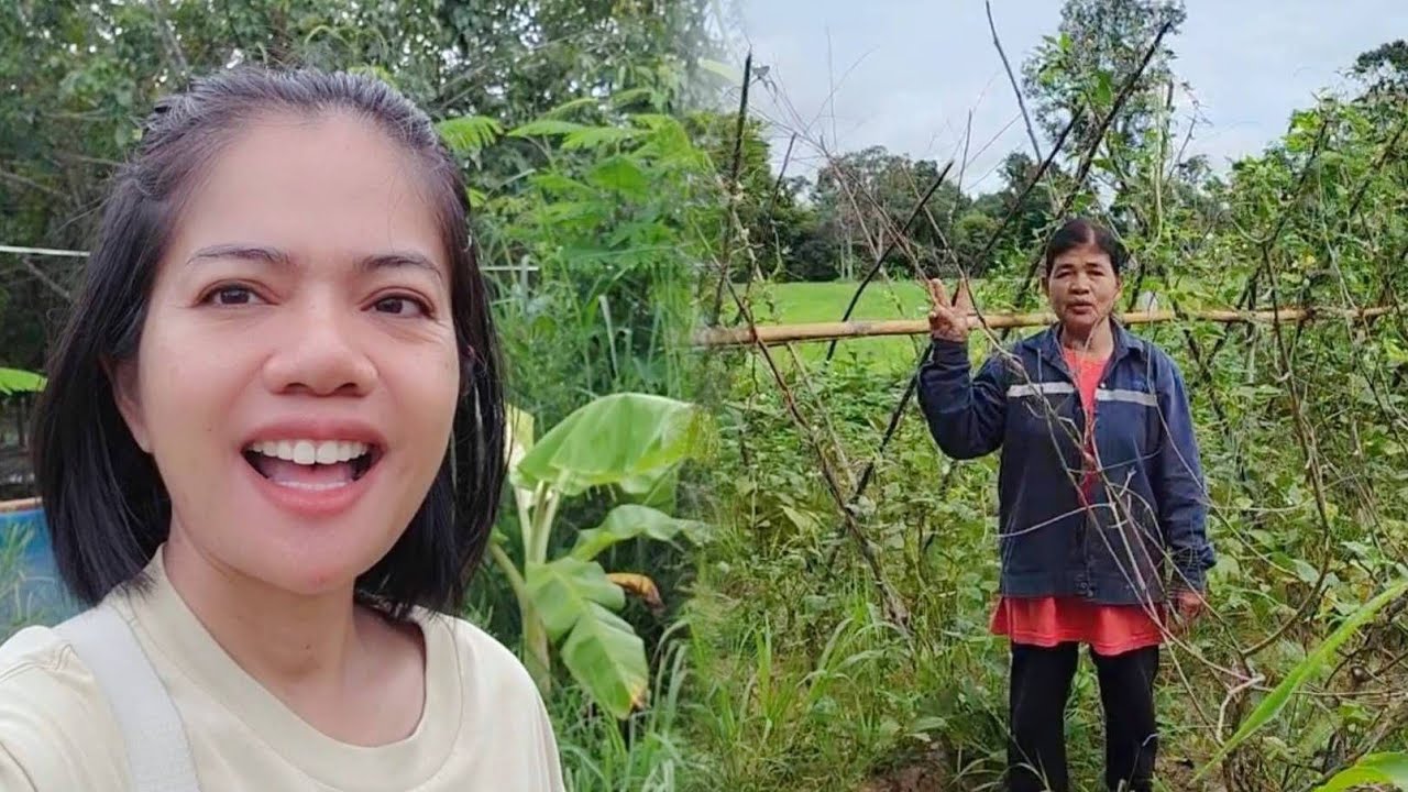 เก็บถั่วฝักยาวขายยามเช้า สดจากสวน Early Morning Work. Life at rural Thailand.