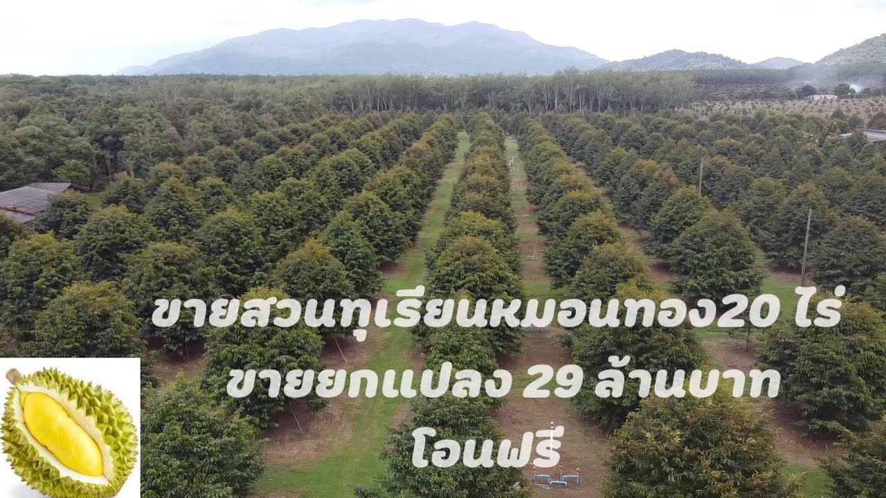 ขายสวนทุเรียนหมอนทองระยอง 20 ไร่ 29 ล้านโอนฟรี ใกล้อ่างเก็บน้ำติดคลอง0656654979 เก๋