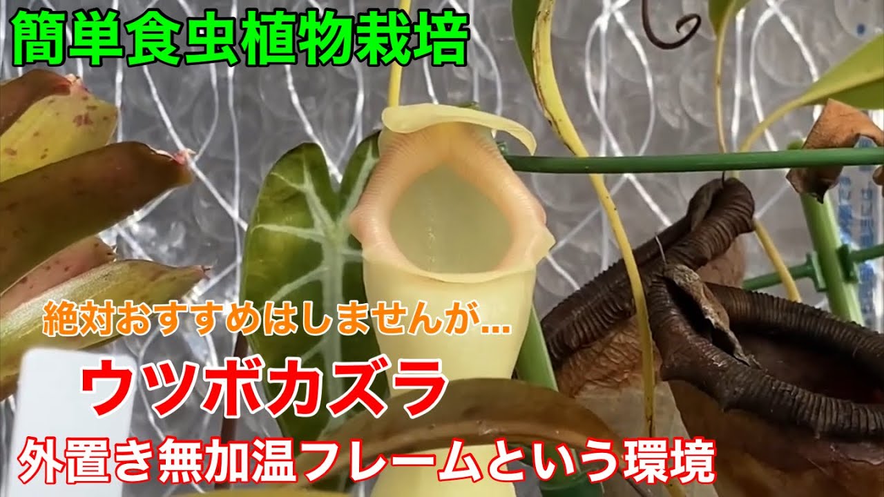 ウツボカズラを外置き無加温フレームで育てる人。