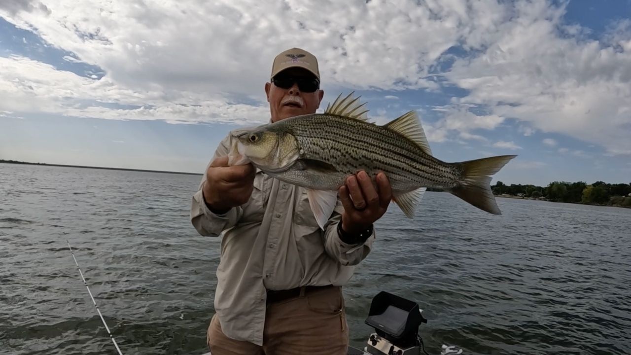 Summer Hybrid Bass Fishing in 85 Degree Water Temp | How to Find Hybrid Bass Using Sidescan Sonar