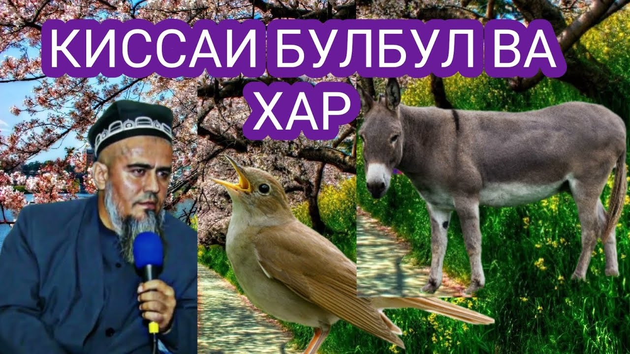 КИССАИ БУЛБУЛ ВА ХАР.БЕХТАРИН КИССА.ДОМУЛЛО АБДУРАХИМ.