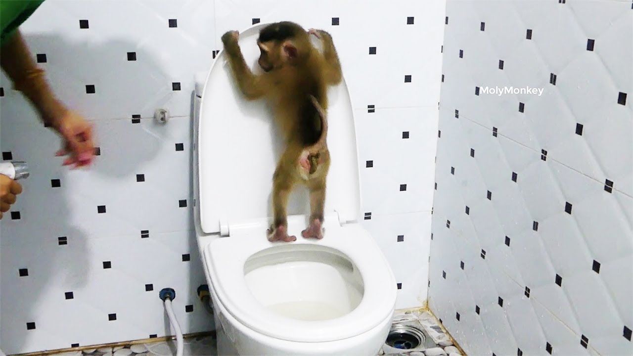 Mom Teach Molly To potty training & Change New D-i-a-p-e-r