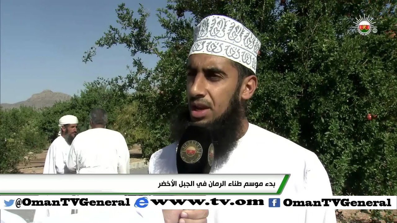 بدء موسم طناء الرمان في الجبل الأخضر