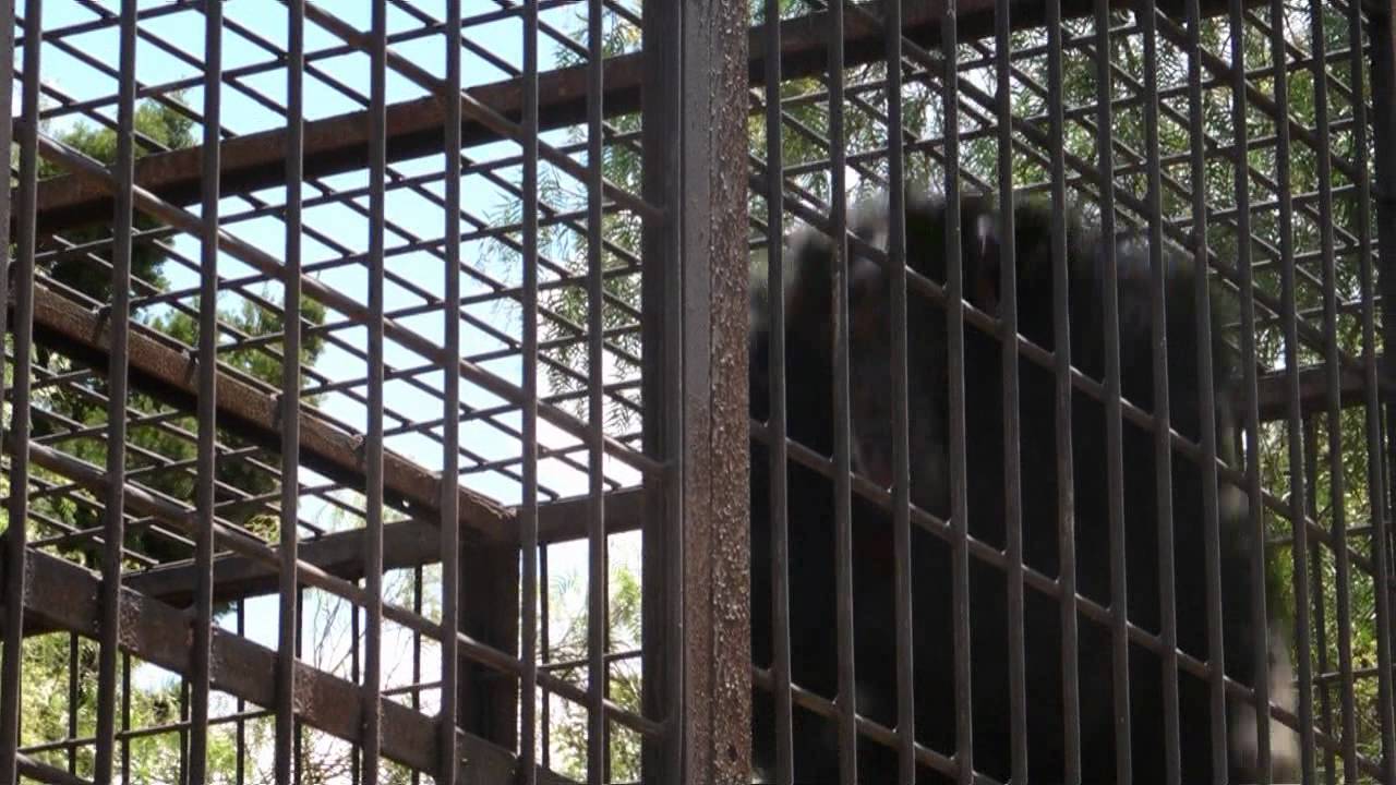 Angus the Chimp.mpg