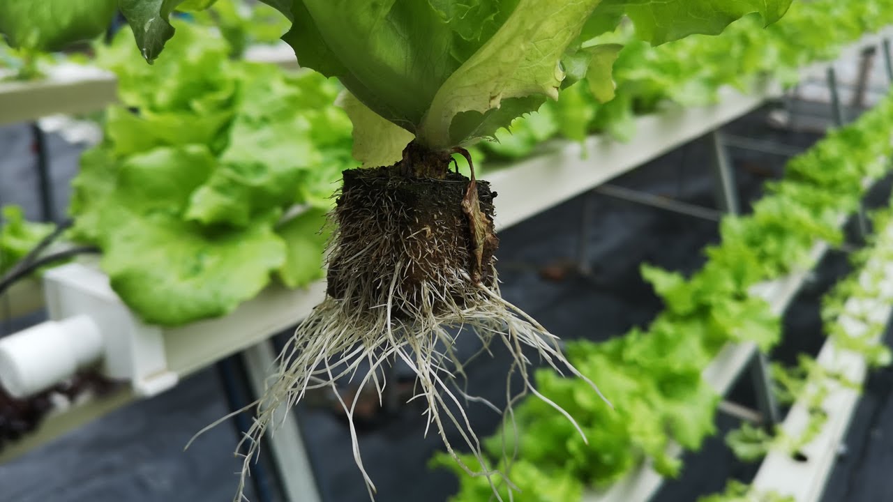 Hydroponic growing cube