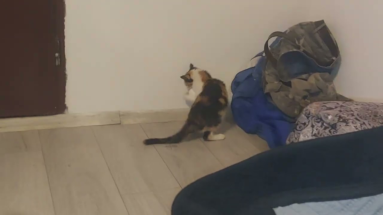 SEHEREZAD CAT PLAY WITH BALL 