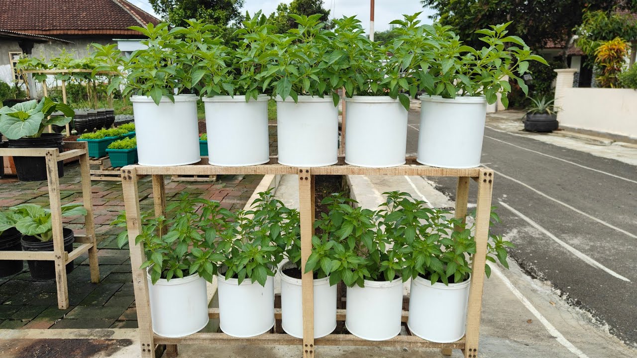 tutorial menanam kemangi dipot dari benih sampai panen ||how to plant basil in pots