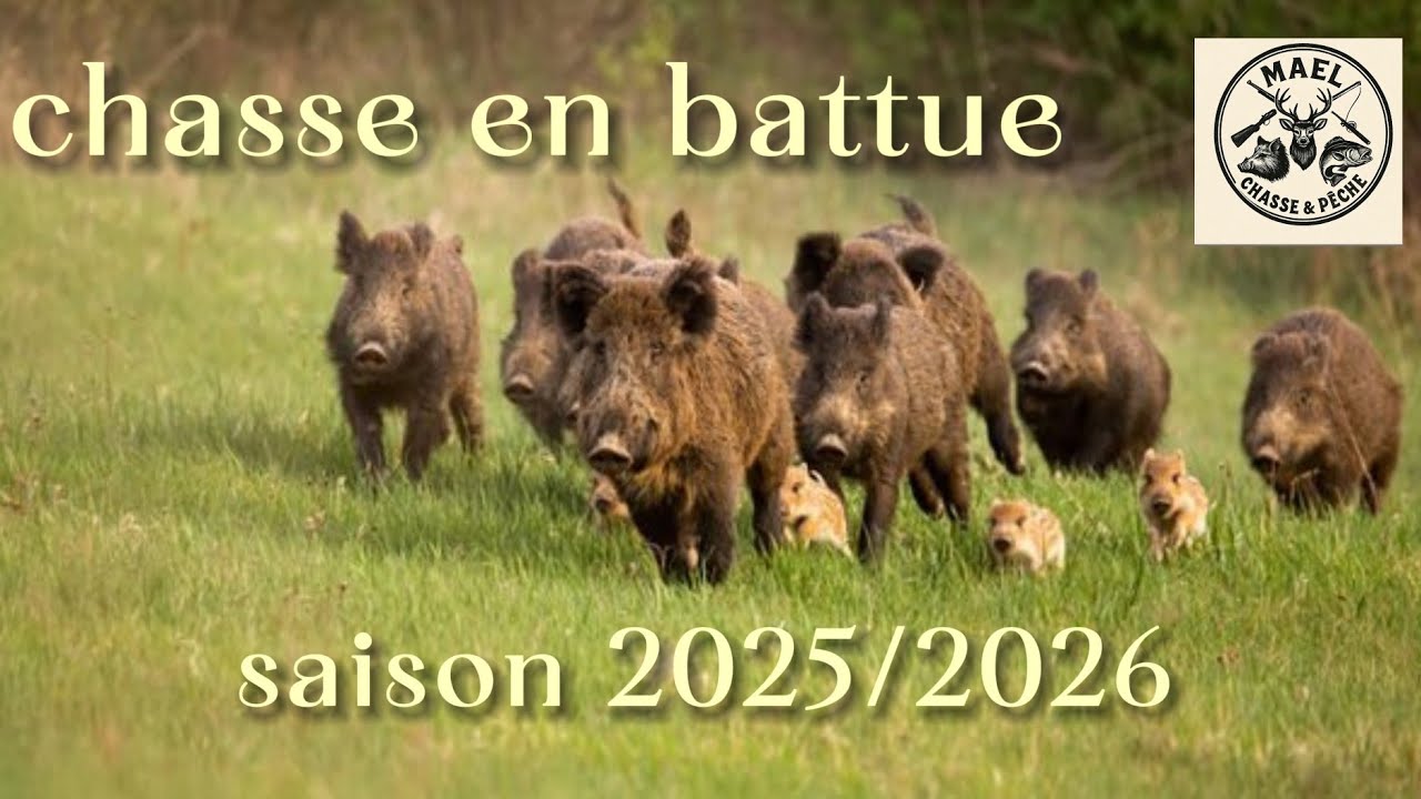 Premier battue de la saison 2025/2026 au Grand gibier chasse en battue au grand gibier 2025/2026