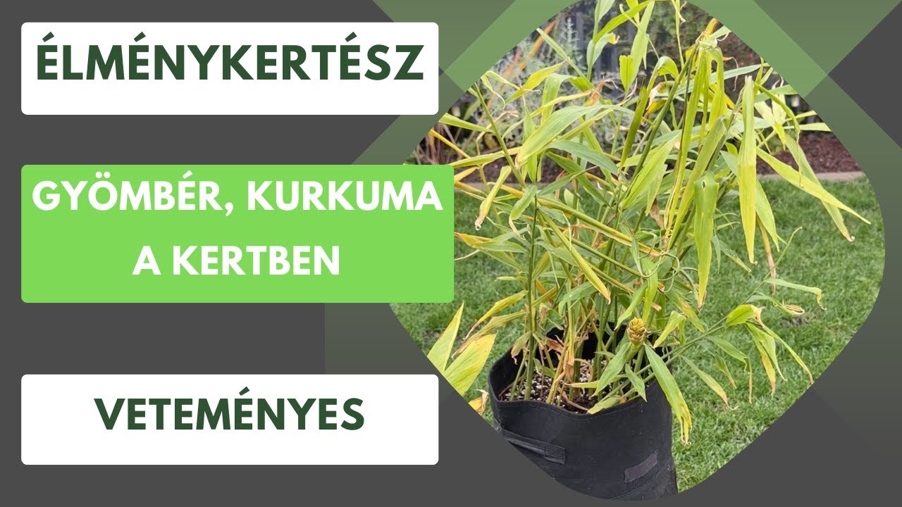 Hogyan termett a gyömbér és kurkuma a kertben?🫚