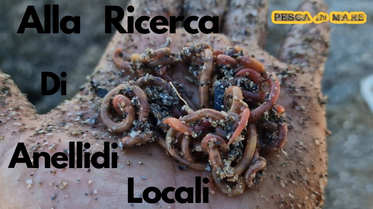 il vecchio pescatore ci dice come pescare gratis  [Arenicola]