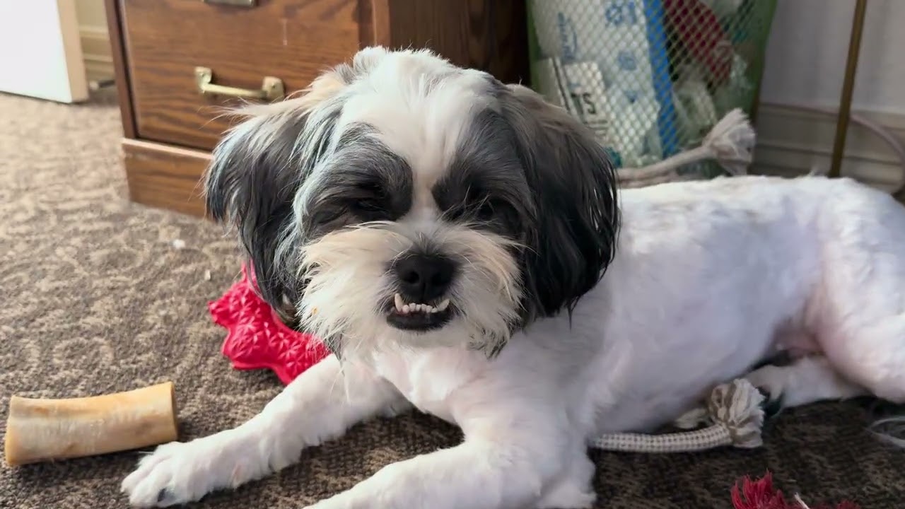 Ace is ready for his new home. 
