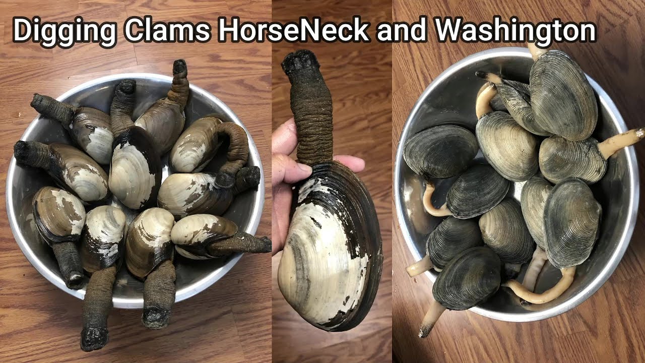 Bodega Bay Digging Clams HorseNeck and Washington clam.