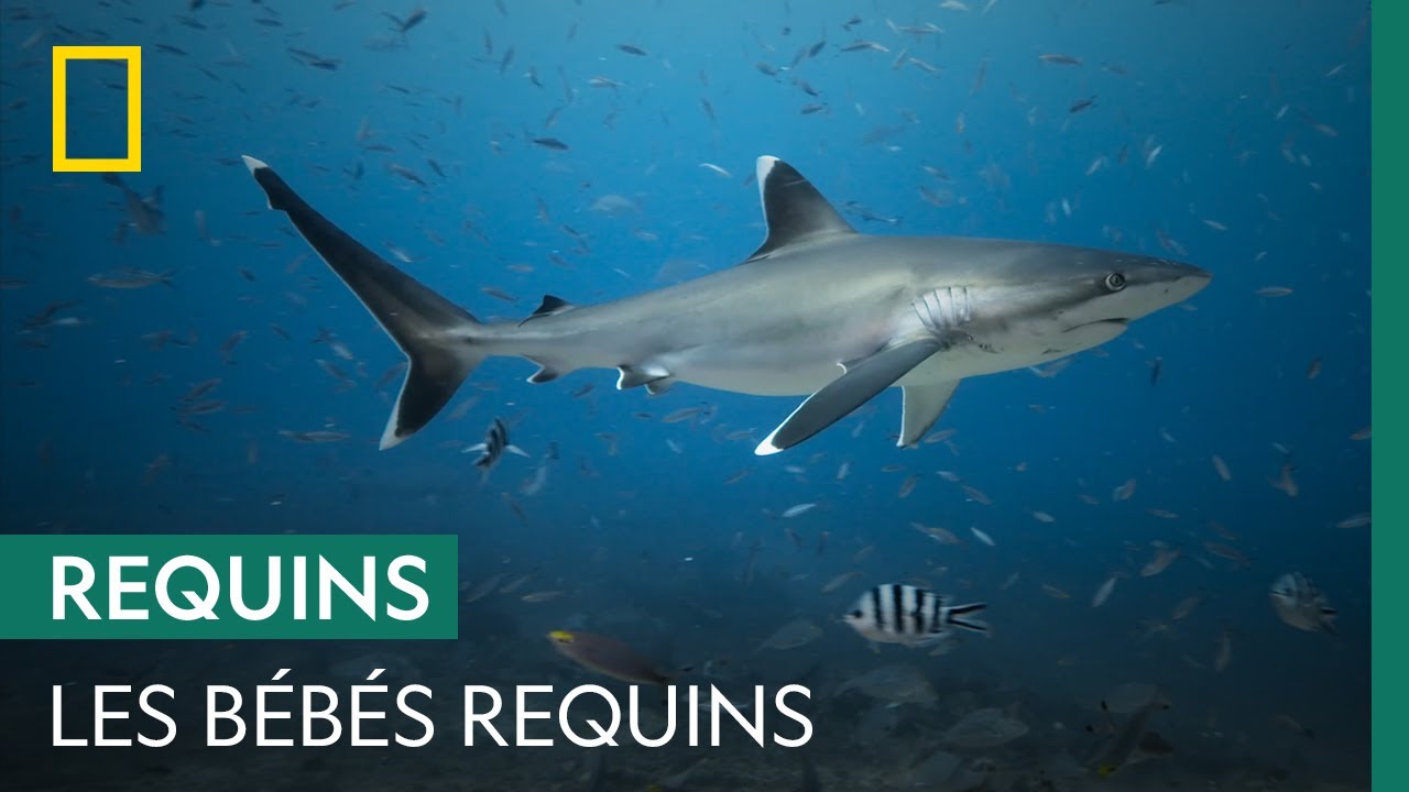 Les bébés requins sont de fragiles créatures | SHARK FESTIVAL