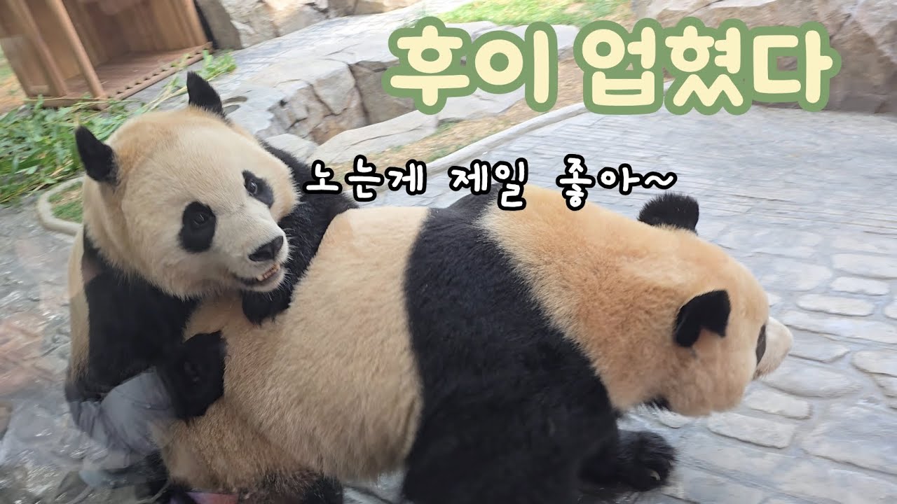 [바오패밀리 함께바오] Ep.295 노는게 제일 좋아 돌멩이들 모여라! 