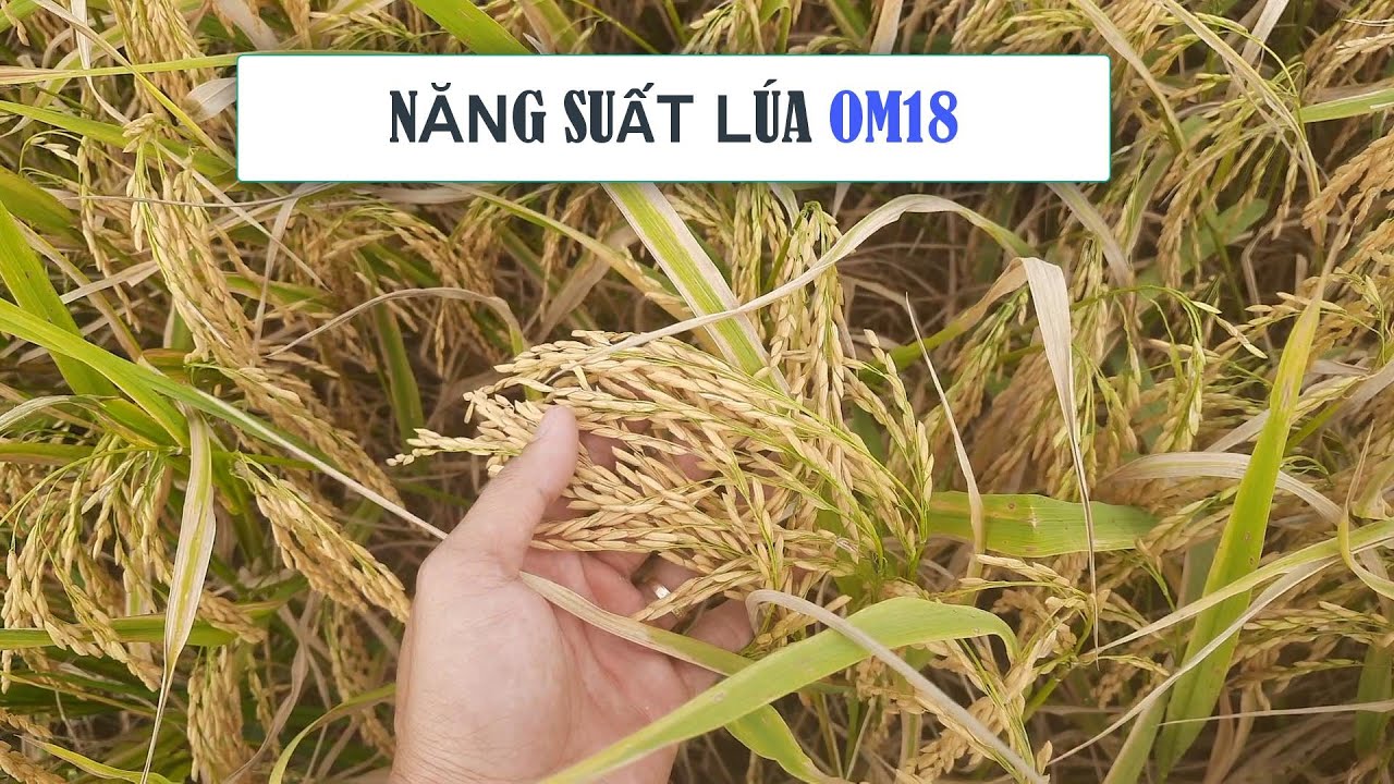 Giống L&uacute;a OM18: Năng suất cao, dễ trồng, nhẹ ph&acirc;n, dễ b&aacute;n | Đặc biệt bệnh ch&aacute;y l&aacute; | L&agrave;m N&ocirc;ng