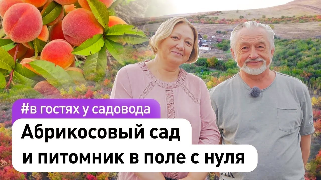 Абрикосовый сад и питомник саженцев в поле с нуля своими руками