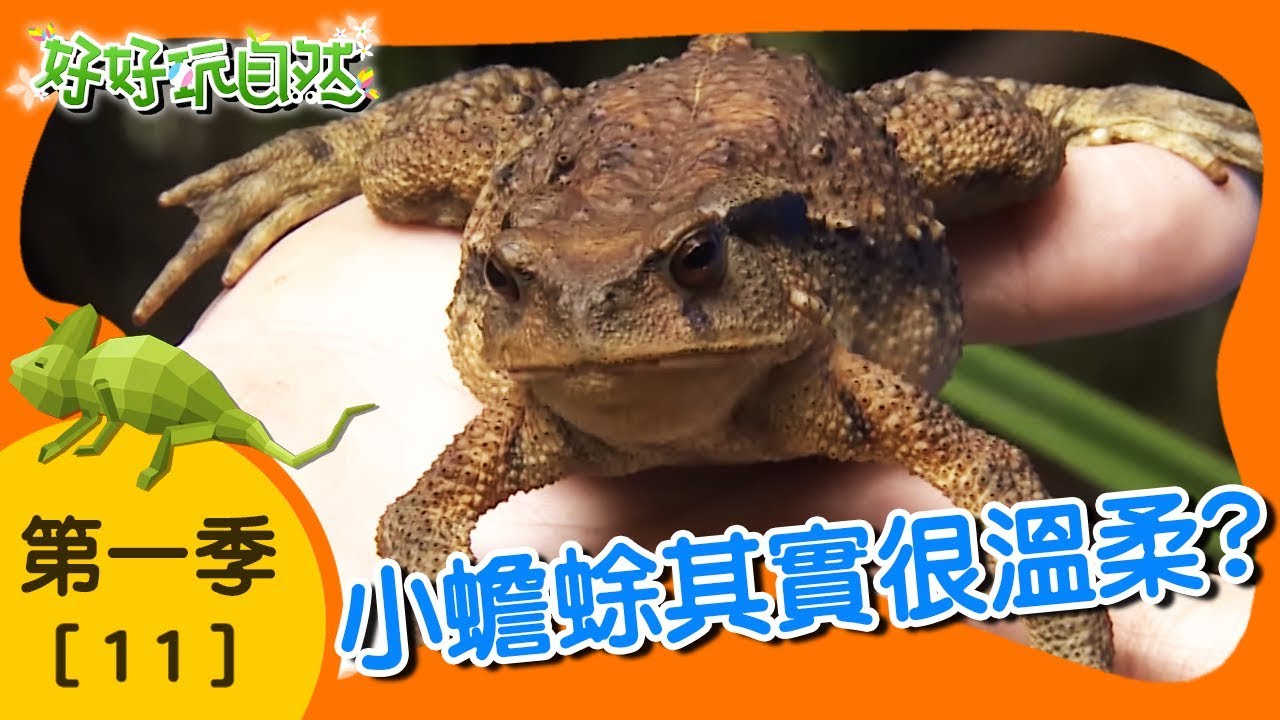 【好好玩自然】北橫蟲蟲武功高！推糞金龜 角胸奇葉螳｜第11集_第ㄧ季｜北橫公路｜柳丁哥哥 熱血阿傑｜生態探索｜YOYO