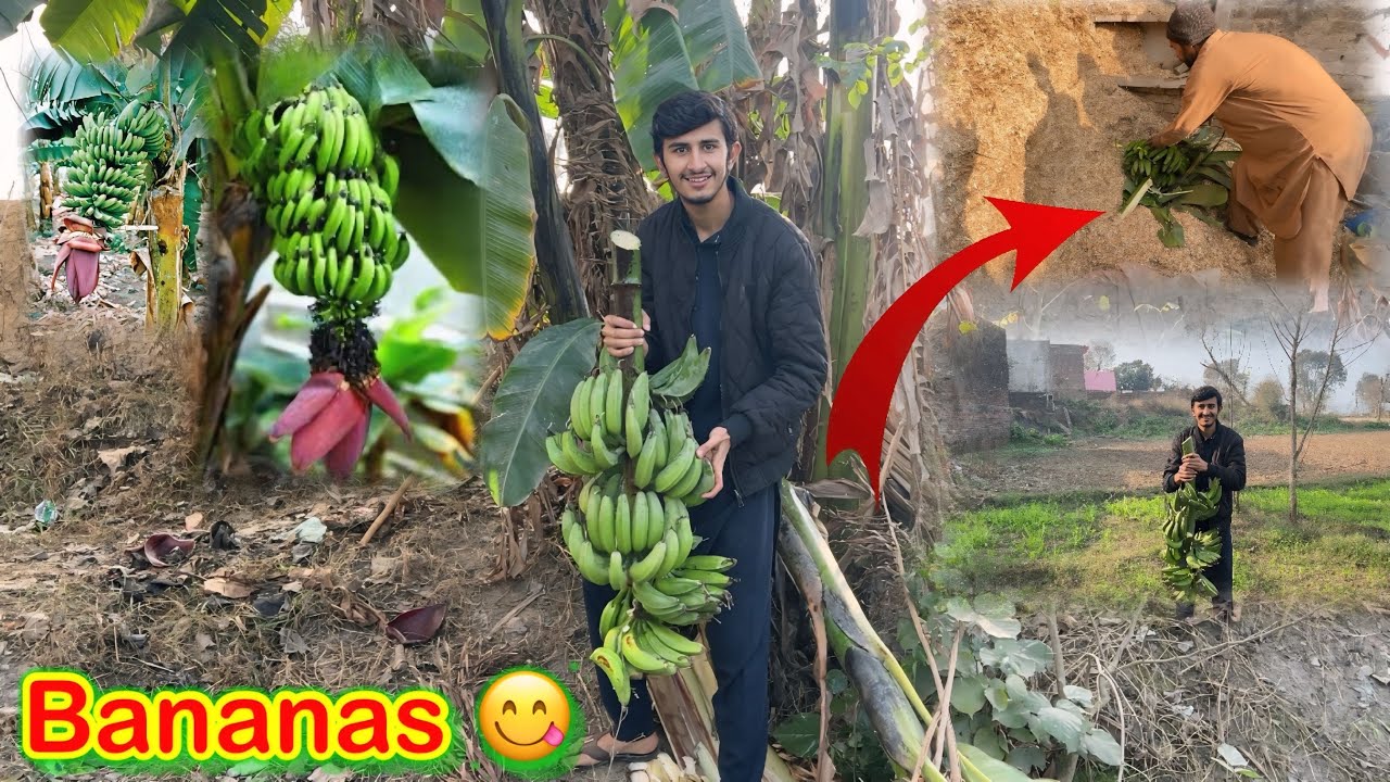 Pure Organic Bananas 🍌Banane Ka Tarika😍/koki pendu/Zohaib pendu/Hamza sidhu