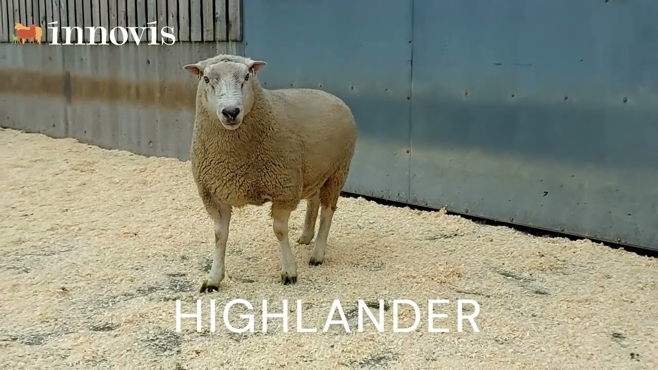 Aber 2 Rams