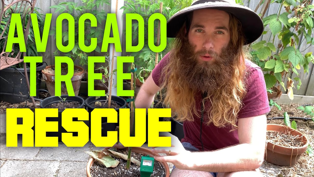 How To Save An Avocado Tree From Rot