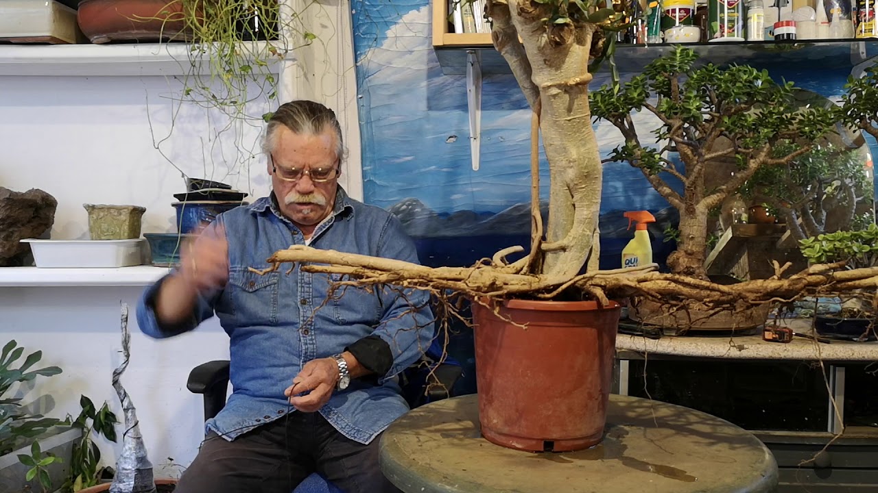 Nuevo proyecto cheflera arboricola 1r parte jardín de bonsai de Antonio Ruiz
