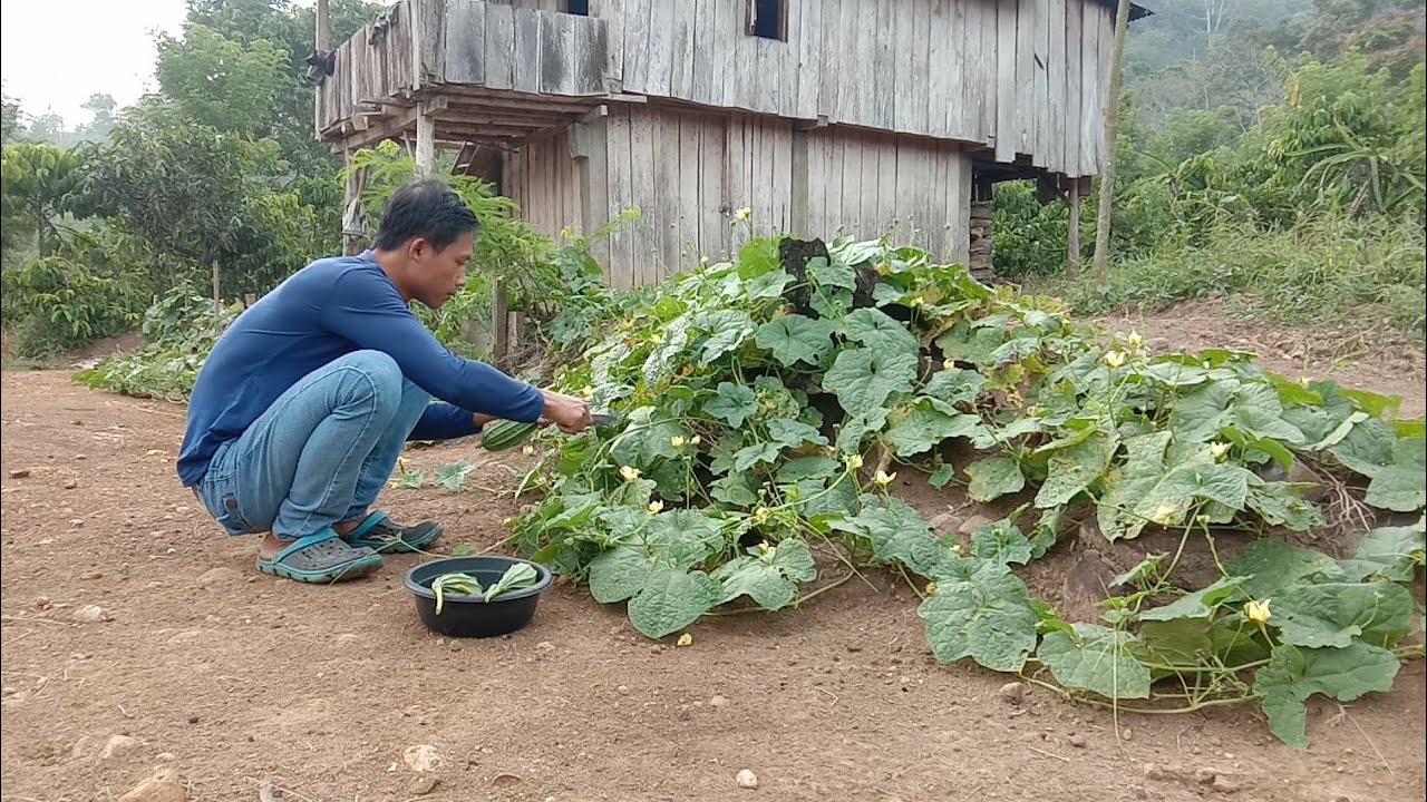 AKTIVITAS PAGI, SEBELUM KE KEBUN, keseharian warga bumi