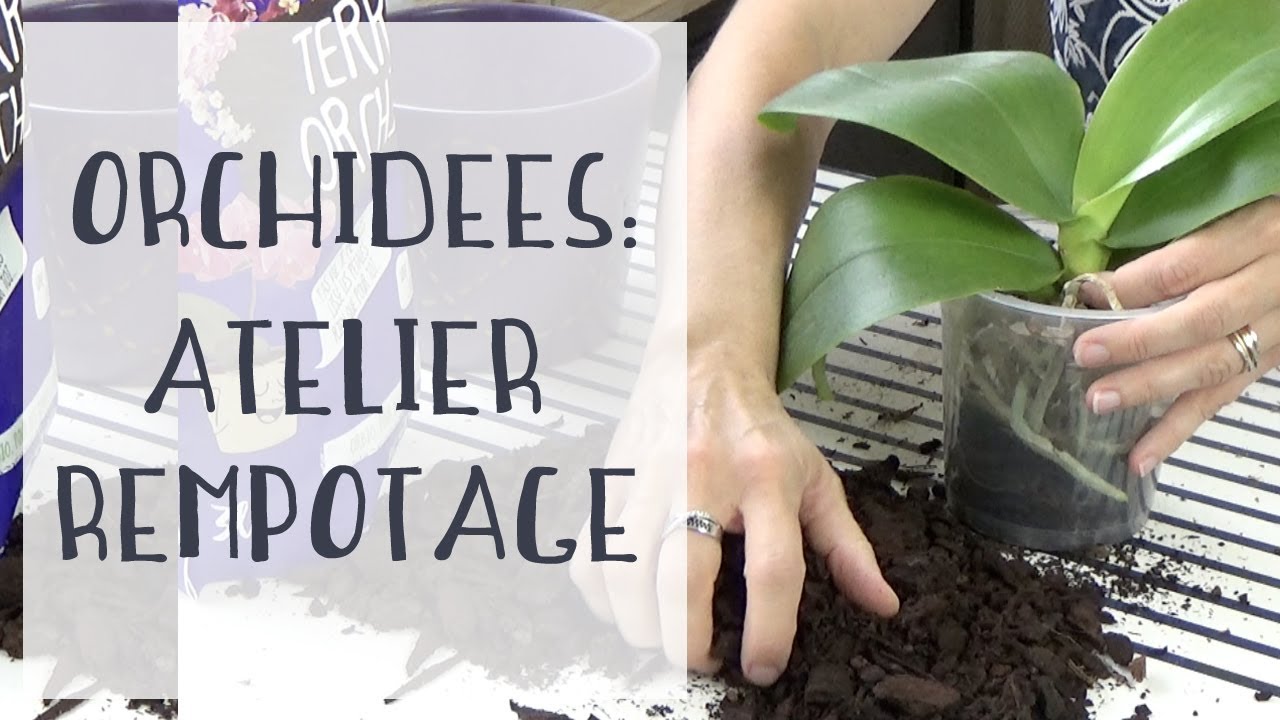 Atelier rempotage d'orchidées : plein d'astuces pour réussir votre rempotage !