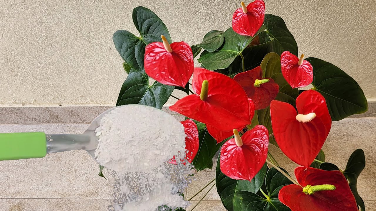 Esta dobradinha faz antúrio explodir de flores e brotos!
