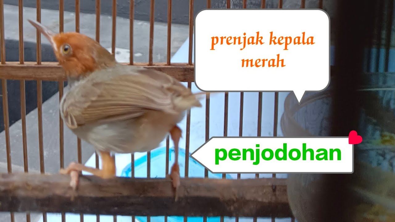 Menjodohkan prenjak kepala merah untuk di Lestarikan