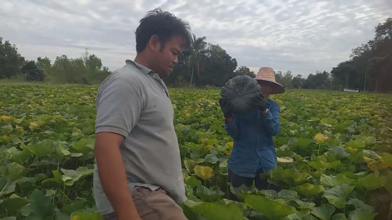 ฟักทองพยัคฆ์ภูธร
