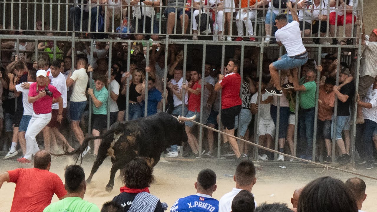 RECORRIDO DE SIGUIÑUELO, TORO ENMAROMADO 2022 BENAVENTE