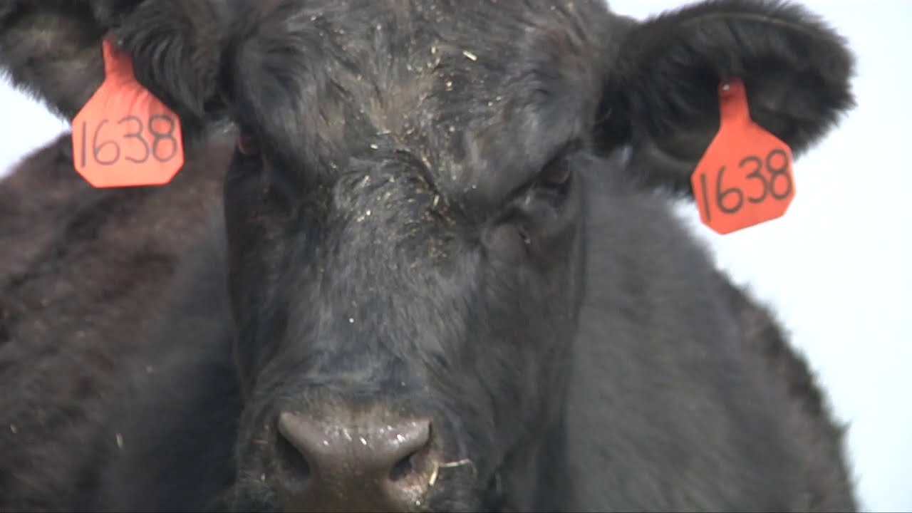 Grazing Management Minute: Frost Seeding Pastures