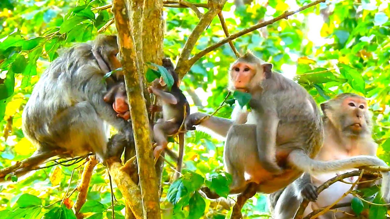Button and Female Group Watch the Baby Play Happily